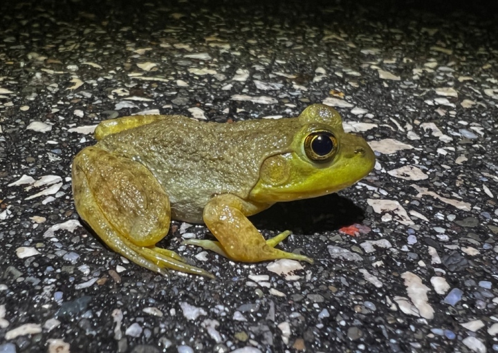 American Bullfrog